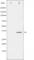 S6 Ribosomal Protein antibody, abx011474, Abbexa, Western Blot image 