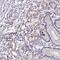 IgA Inducing Protein antibody, NBP2-14118, Novus Biologicals, Immunohistochemistry frozen image 