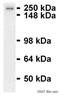 Spectrin alpha chain, brain antibody, ab11755, Abcam, Western Blot image 