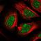 Heparan Sulfate 2-O-Sulfotransferase 1 antibody, NBP1-91983, Novus Biologicals, Immunofluorescence image 