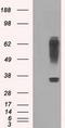 Ring Finger Protein 144B antibody, GTX83704, GeneTex, Western Blot image 