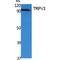 Transient Receptor Potential Cation Channel Subfamily V Member 3 antibody, LS-C386872, Lifespan Biosciences, Western Blot image 