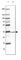 Glycerophosphodiester Phosphodiesterase Domain Containing 3 antibody, HPA041148, Atlas Antibodies, Western Blot image 