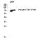 Mitogen-Activated Protein Kinase Kinase Kinase 7 antibody, A01458T187, Boster Biological Technology, Western Blot image 