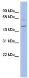 Zinc Finger Protein 619 antibody, TA341521, Origene, Western Blot image 