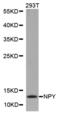Neuropeptide Y antibody, abx001272, Abbexa, Western Blot image 