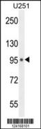 MICAL Like 1 antibody, 55-221, ProSci, Western Blot image 