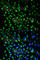 Lymphocyte Cytosolic Protein 2 antibody, A2567, ABclonal Technology, Immunofluorescence image 