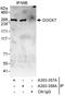Dedicator of cytokinesis protein 7 antibody, A303-358A, Bethyl Labs, Immunoprecipitation image 