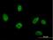 RuvB Like AAA ATPase 2 antibody, H00010856-B01P, Novus Biologicals, Immunofluorescence image 
