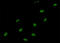 Small Nuclear Ribonucleoprotein Polypeptide A antibody, LS-B4419, Lifespan Biosciences, Immunofluorescence image 