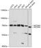 Nuclear Receptor Coactivator 4 antibody, 19-801, ProSci, Western Blot image 