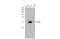 AIF1 antibody, GTX635363, GeneTex, Western Blot image 