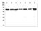 IKAROS Family Zinc Finger 2 antibody, A05228-3, Boster Biological Technology, Western Blot image 