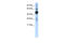 CAMP Responsive Element Binding Protein 1 antibody, 28-677, ProSci, Western Blot image 