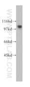 Sorting Nexin 19 antibody, 13410-1-AP, Proteintech Group, Western Blot image 