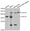 Galectin 8 antibody, STJ28729, St John