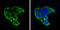 Insulin Like Growth Factor Binding Protein 1 antibody, GTX129006, GeneTex, Immunofluorescence image 