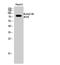 Ubiquitin A-52 Residue Ribosomal Protein Fusion Product 1 antibody, STJ97362, St John