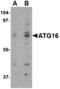 Autophagy Related 16 Like 1 antibody, MBS151118, MyBioSource, Western Blot image 