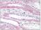Vesicle Associated Membrane Protein 5 antibody, AP08598PU-N, Origene, Immunohistochemistry frozen image 