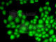 Cullin 4B antibody, A5400, ABclonal Technology, Immunofluorescence image 