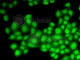 Cullin-4B antibody, A5400, ABclonal Technology, Immunofluorescence image 