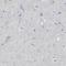 Fc Receptor Like 1 antibody, HPA013323, Atlas Antibodies, Immunohistochemistry frozen image 