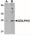 Golgi Phosphoprotein 3 antibody, NBP1-76241, Novus Biologicals, Western Blot image 