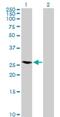 RAB40A, Member RAS Oncogene Family antibody, H00142684-B01P, Novus Biologicals, Western Blot image 