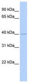 WD Repeat Domain 45B antibody, TA338031, Origene, Western Blot image 