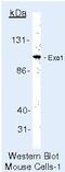 EXO1 antibody, MA5-12262, Invitrogen Antibodies, Western Blot image 