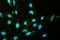 Exportin 1 antibody, PB9966, Boster Biological Technology, Immunofluorescence image 