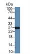Apolipoprotein A1 antibody, abx131724, Abbexa, Western Blot image 