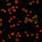 Platelet And Endothelial Cell Adhesion Molecule 1 antibody, GTX34490, GeneTex, Immunofluorescence image 