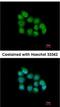 Muscleblind Like Splicing Regulator 3 antibody, NBP1-32575, Novus Biologicals, Immunocytochemistry image 