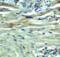 PD-L1 antibody, 4059, ProSci, Immunohistochemistry frozen image 