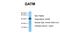 Glycine Amidinotransferase antibody, ARP48553_P050, Aviva Systems Biology, Western Blot image 