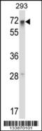Regulatory Factor X5 antibody, 57-412, ProSci, Western Blot image 