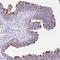Dynein Assembly Factor With WD Repeats 1 antibody, NBP1-92591, Novus Biologicals, Immunohistochemistry paraffin image 