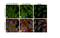 Ras Homolog Family Member A antibody, MA1-123, Invitrogen Antibodies, Immunofluorescence image 