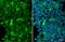 AIF1 antibody, GTX635363, GeneTex, Immunocytochemistry image 