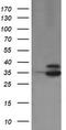 OTU Deubiquitinase, Ubiquitin Aldehyde Binding 1 antibody, TA505157, Origene, Western Blot image 