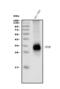 Tetraspanin 8 antibody, A06997-1, Boster Biological Technology, Western Blot image 