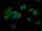 Neuraminidase 4 antibody, LS-C674544, Lifespan Biosciences, Immunofluorescence image 