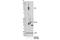 TNF Receptor Superfamily Member 4 antibody, 15123S, Cell Signaling Technology, Western Blot image 