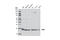 ADP Ribosylation Factor 6 antibody, 5740S, Cell Signaling Technology, Western Blot image 