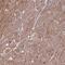 VRK Serine/Threonine Kinase 2 antibody, PA5-61536, Invitrogen Antibodies, Immunohistochemistry frozen image 