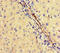 OTU Deubiquitinase, Ubiquitin Aldehyde Binding 1 antibody, CSB-PA03595A0Rb, Cusabio, Immunohistochemistry frozen image 
