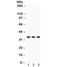Caspase 7 antibody, R32146, NSJ Bioreagents, Western Blot image 